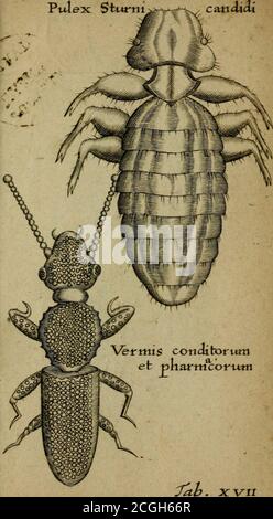 . Francisci Redi patritii Aretini Experimenta circa generationem insectorum . PULEX Stt4rti. XVlt Veciicvlx^cs ou dinarixts Banque D'Images