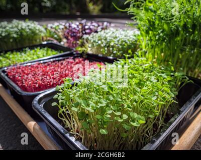 Plateau avec microverts. Plantes de diverses plantes Banque D'Images