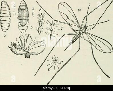 . Un manuel des insectes nuisibles avec des méthodes de prévention et de remède pour leurs attaques contre les cultures vivrières, les arbres forestiers et les fruits. À laquelle est jointe une brève introduction à l'entomologie . descriptions et identifications, et notes de liabits, &c. Aussi, comme sur l'apparition de ce fiy, la Cecidomyia datnichlore, en Grande-Bretagne, les observations de l'attaque, avec des enquêtes et des spécimens, ont été pour-warded à moi-même et identifié d'abord par moi-même, j'ai soigneusement preservein un grand volume les communications reçues annonçant son premier apjjear-ance, la confirmation de mes identifications par Banque D'Images