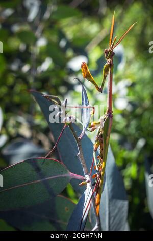 Gargoyle vert, à tête conique (empusa guttula) priant Mantis sur une fleur verte, Afrique du Sud Banque D'Images