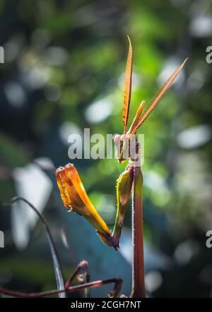 Gargoyle vert, à tête conique (empusa guttula) priant Mantis sur une fleur verte, Afrique du Sud Banque D'Images