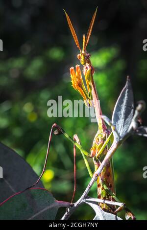 Gargoyle vert, à tête conique (empusa guttula) priant Mantis sur une fleur verte, Afrique du Sud Banque D'Images