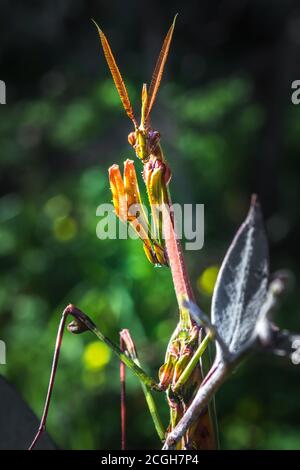 Gargoyle vert, à tête conique (empusa guttula) priant Mantis sur une fleur verte, Afrique du Sud Banque D'Images