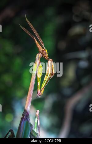 Gargoyle vert, à tête conique (empusa guttula) priant Mantis sur une fleur verte, Afrique du Sud Banque D'Images