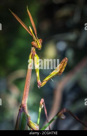 Gargoyle vert, à tête conique (empusa guttula) priant Mantis sur une fleur verte, Afrique du Sud Banque D'Images