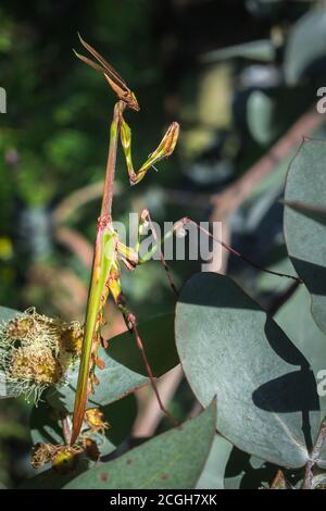 Gargoyle vert, à tête conique (empusa guttula) priant Mantis sur une fleur verte, Afrique du Sud Banque D'Images