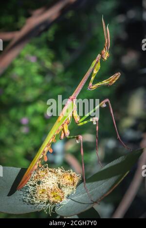 Gargoyle vert, à tête conique (empusa guttula) priant Mantis sur une fleur verte, Afrique du Sud Banque D'Images