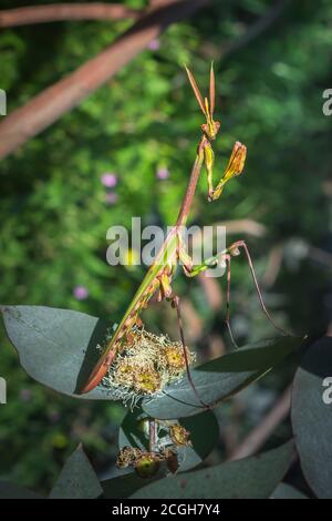 Gargoyle vert, à tête conique (empusa guttula) priant Mantis sur une fleur verte, Afrique du Sud Banque D'Images