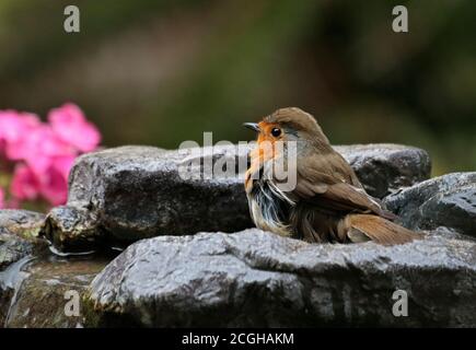 Robin européen (erithacus rubecula) baignant dans une fontaine de jardin, Royaume-Uni Banque D'Images