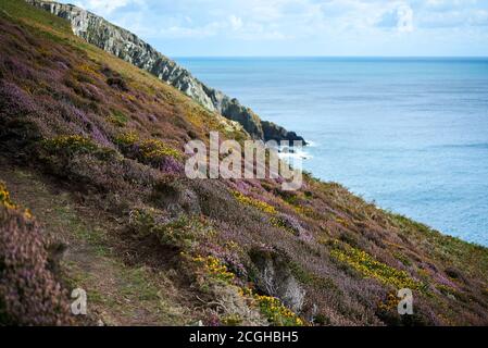 Promenade sur le sentier côtier de l'île de l'île de Man avec vue sur la bruyère colorée et les fleurs à un azur, mer accueillante Banque D'Images