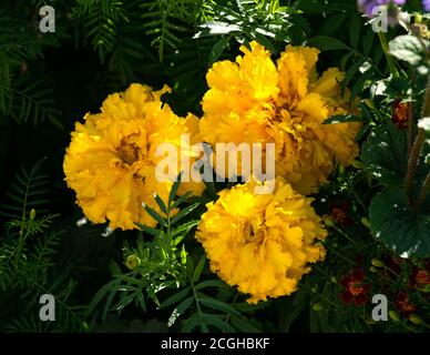 Fleurs de marigolds jaunes sur un lit de fleurs dans le jardin. Banque D'Images