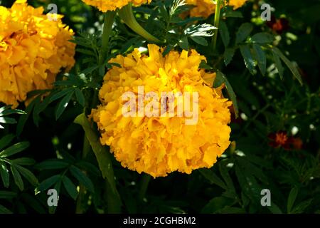 Fleurs de marigolds jaunes sur un lit de fleurs dans le jardin. Banque D'Images