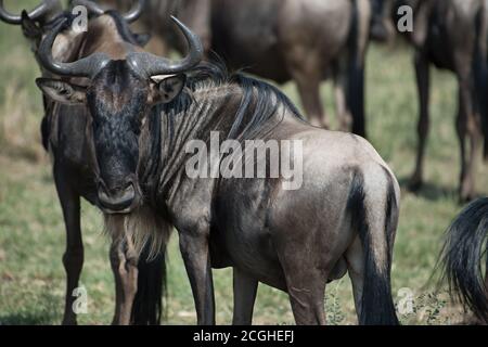 GNU est le plus sauvage des bleus photographié pendant la grande migration dans la réserve de Maasai Mara au Kenya. Banque D'Images