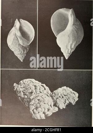 . Le livre Shell . 1 Stimpssus Whelk, BUCCINS /io Slimpsoni. 2 RWed Whelk, Nfplnnta lirala. 3 Kelletts Spindle Shell, Siphonalia Krlle/lii.4 Red Helk, X-:plitnea anlika. LE BUCCIN COMESTIBLE, Buccinum mdaium Semens avec des spires enroulés ,o la gauche « occ^ional.y trouvé.la photo inférieure montre une masse des capsules d'oeuf. Les buccins. Trumpet Shells regarde et se porte. Sur n'importe quelle plage de sable entre Cape Cod et le golfe du Mexique, on peut ramasser des coquillages usés de vagues des deux, et de leurs étranges caisses d'oeufs vides, toujours troublant aux non informés, qui emportent une corde ou deux d'autres trésors de mer à ad-mire et à l'WO Banque D'Images