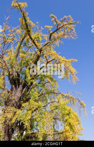 Grand Ginkgo biloba arbre en automne contre ciel bleu, automne saison fond concept Banque D'Images