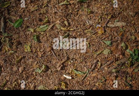 Texture du sol forestier avec de petites branches et des feuilles en brun et vert. Banque D'Images
