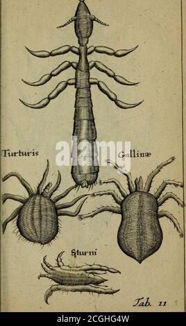 . Francisci Redi patritii Aretini Experimenta circa generationem insectorum . Pulex Colttmba ? majoris. Banque D'Images