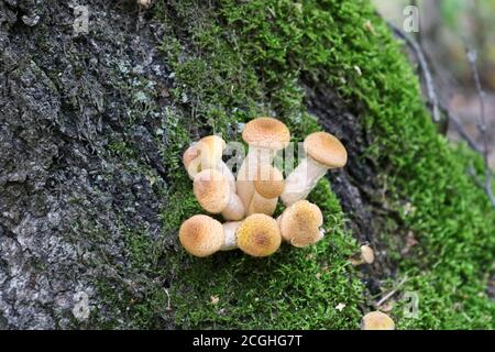 Le champignon du miel (Armillaria mellea) pousse sur les vieux bouleaux abattus. Un groupe de champignons de souche comestibles. Macro Banque D'Images