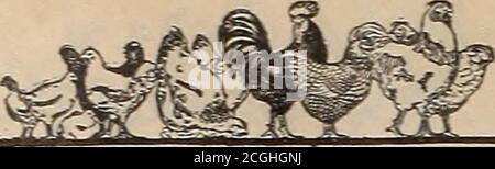 . La ferme-volaille . Écrire au jour. The Hall Mammoth Incubator Co., SOUTH COLUMBIA, NEW YORK. Manfras de la maison de couveuse de Hall équipement, le Hall de couvaison .système, autorégulant les chauffe-eau chaude, etc. Pour dire, lors de l'écriture des annonceurs, A VU AD. DANS FARfl-VOLAILLE, vous sera bénéfique — s'il vous plaît eux—et nous aider. 276. Ferme-volaille Banque D'Images