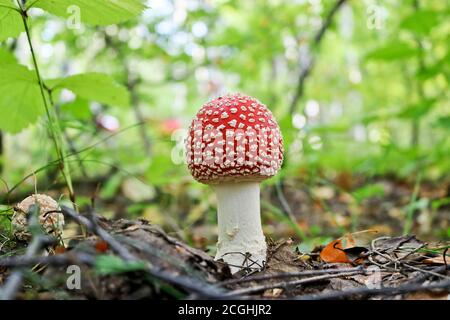 Mouche agarique ou mouche amanita (Amanita muscaria) champignon psychoactif toxique. Un tabouret avec un chapeau rouge pousse dans la forêt d'automne. Banque D'Images