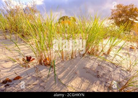 Dune de sable protégée près de la jetée d'Ahlbeck, mer Baltique Banque D'Images