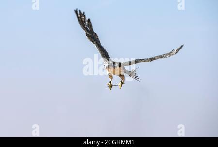 Dubaï, Émirats arabes unis, Novembre 19th, 2016 : Un falconer en tenue traditionnelle, la formation d'un Faucon pèlerin (Falco peregrinus) Banque D'Images