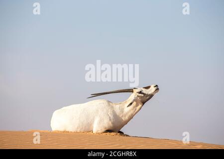 Oryx d'arabie (Oryx leucoryx) dans un désert près de Dubaï, Émirats Arabes Unis Banque D'Images