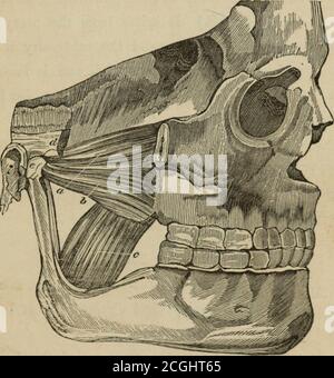 . Un manuel sur l'extraction des dents, fondé sur l'anatomie des pièces impliquées dans l'opération; les types et la construction appropriée des instruments à utiliser; les accidents susceptibles de se produire de l'opération, et les remèdes appropriés pour récupérer ces accidents . Figure 7. Une vue latérale du muscle temporal, exposée par la removalde la fascia temporale; b ligament latéral externe de la mâchoire inférieure;c Insertion du muscle temporal dans le processus coronoïde de la mâchoire inférieure. À partir de toute la longueur de la crête temporale, de la fascia temporale et de toute la surface de la fosse temporale. Ses fibres conv Banque D'Images