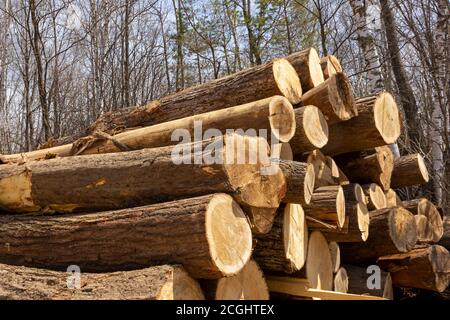 Troncs d'arbres sciés empilés et situés dans la forêt à l'exploitation forestière à Primorsky Krai, extrême-Orient, Russie. Banque D'Images