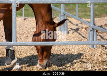 belle tête de cheval rouge-marron dans une grille métallique creusant dans le plancher de copeaux de bois avec son nez Banque D'Images