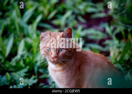 chat rouge sans abri avec une oreille déchirée dans la nature Banque D'Images