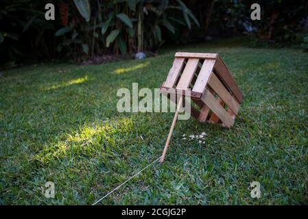 Un piège fait avec une boîte en bois et une corde attachée à un bâton dans un jardin. Banque D'Images