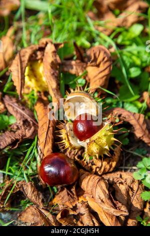 Conkers est tombé sur les feuilles d'automne à Londres, au Royaume-Uni Banque D'Images