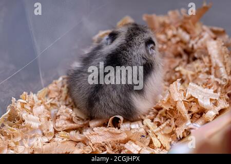 Hamster nain de Campbell de l'espèce Phodopus campbelli Banque D'Images