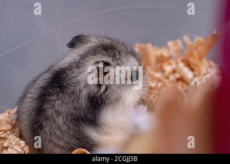 Hamster nain de Campbell de l'espèce Phodopus campbelli Banque D'Images