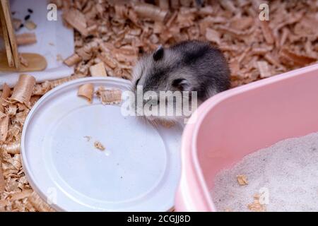 Hamster nain de Campbell de l'espèce Phodopus campbelli Banque D'Images