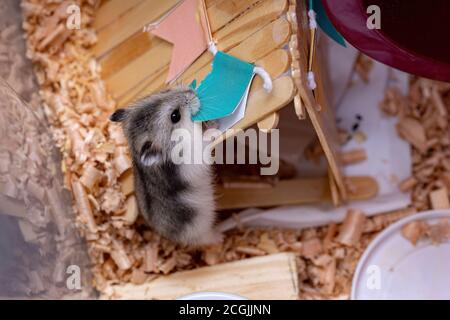 Hamster nain de Campbell de l'espèce Phodopus campbelli Banque D'Images