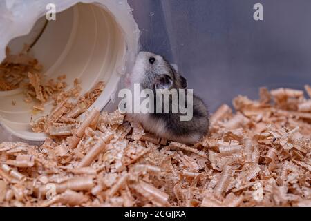 Hamster nain de Campbell de l'espèce Phodopus campbelli Banque D'Images