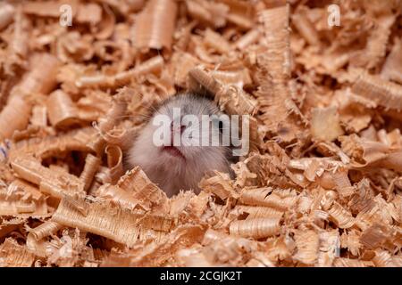 Hamster nain de Campbell de l'espèce Phodopus campbelli Banque D'Images