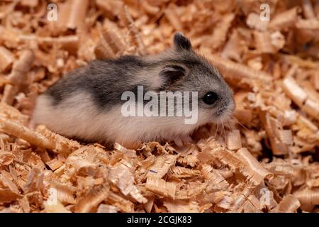 Hamster nain de Campbell de l'espèce Phodopus campbelli Banque D'Images