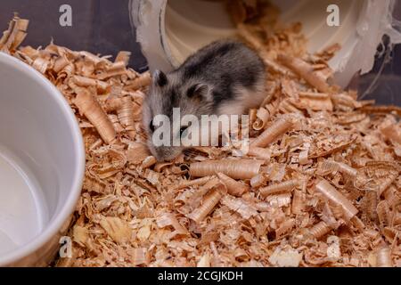 Hamster nain de Campbell de l'espèce Phodopus campbelli Banque D'Images