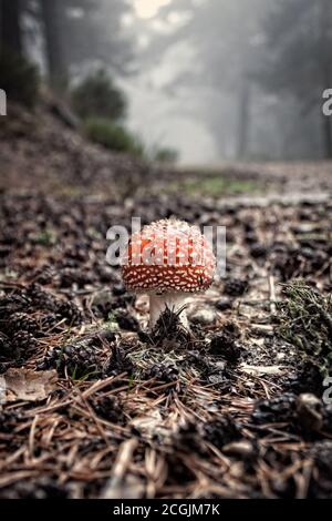 Amanita muscaria dans la forêt de pins entourée de fougères, parc national de la Sierra de Guadarrama. À Madrid et Ségovie, Espagne Banque D'Images