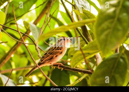 Sparrow dans une arborescence Banque D'Images