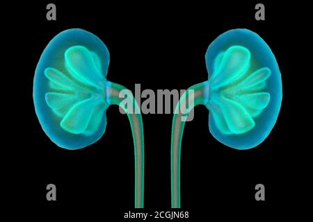 Illustration 3D d'un rein humain. Banque D'Images