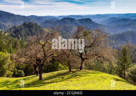 Four Oaks - UN groupe de chênes partagent une vue spectaculaire sur la colline. Réserve naturelle d'État d'Armstrong Woods, Guerneville, Californie, États-Unis Banque D'Images
