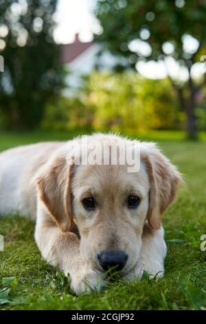 Un chiot doré de quatre mois dans le jardin. Elle est belle, douce et calme. Son nom est princesse Leia. Banque D'Images