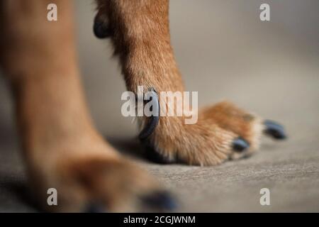 Macro photo pattes avec de longues griffes d'un petit chien sur un fond de bois brun.gros plan de cheveux de chien. Banque D'Images