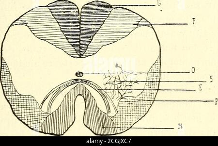 . Essai sur la psycho-physiologie des monstres humains : un anencéphale - un xiphopage . Planche V. — système nerveux dun anencéphale D, coupé de la région cervicale ; E, coupé de la région dor-vente ; F, coupé de la région lommaire ; G, coupé dun ganglionrachidien (lommaire). LA STRUCTURE DU SYSTÈME NERVEEUX CENTRAL 65 entrélement de fibres, qui a une cornéeantérique à lautre. Figure 15. — région lommaire. E, enveloppe moteur ; F, Faisceau de Biirdach ; G, Faisceau de Goll r M, Faisceau fondamental ancien ;0, Canal & lt;ie lépendyme : P, fibres courtes dassociation sensitives et Banque D'Images