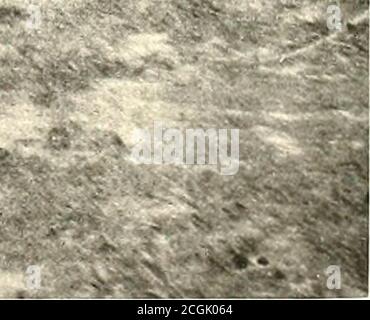 . L'histoire photographique de la guerre civile : en dix volumes . ERA* -. PRISONNIERS CONFÉDÉRÉS À BELLE PLAINE, CAPTURÉS À SPOTSYLVANIA, 12 MAI 1804 commissary et ses wagons prêts à les nourrir. Certains des wagons peuvent être vus dans cette photo sur la page de gauche, déchargement des fournitures pour les prisonniers confédérés. Le camp de Belle Plain était onlytemporaire; les prisonniers ont été emmenés de là par des transports en direction de Baltimore ou de Washington, parfois même de New York, et transmis aux grandes prisons de l'Union à Elmira, Johnsons Island, LakeErie, ou Camp Douglas, Illinois. Sur le front de la h Banque D'Images