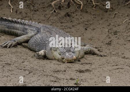 Crocodile d'eau salée adulte avec jambe avant droite manquante et dent cassée baquant en hiver au parc national de Sundarban, Bengale-Occidental, Inde Banque D'Images